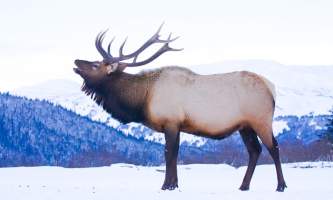 Alaska species land mammals Elk