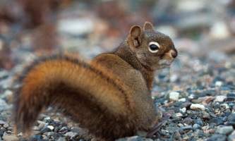 Alaska species land mammals Red Squirrel
