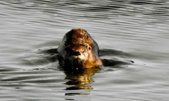 Alaska species land mammals River Otter