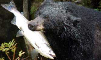 Alaska species land mammals USFS hungry bear