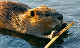 Alaska species land mammals Wedgewood Wildlife Sanctuary beaver Alaska Channel