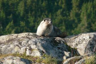 Alaska species land mammals ADFG Jamie Karnik Marmoton Rock JNU
