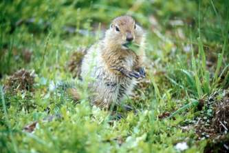 Alaska species land mammals Arctic Ground Squirrel