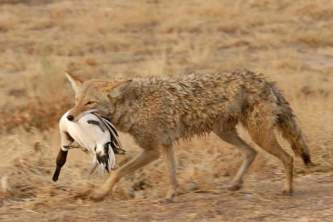 Alaska species land mammals Coyote 1046
