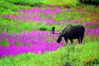 Alaska species land mammals MOOSE INFLOWERS