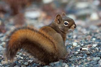 Alaska species land mammals Red Squirrel