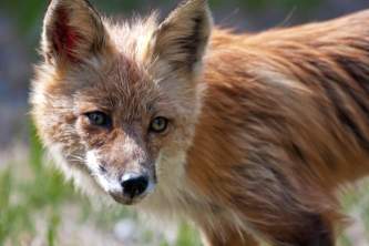 Alaska species land mammals Red Fox Kevyn Jalone