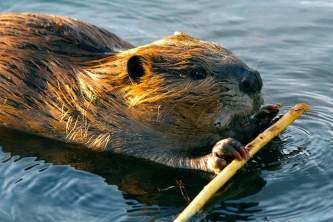 Alaska species land mammals Wedgewood Wildlife Sanctuary beaver Alaska Channel