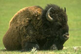 Alaska species land mammalssoundwildbat bison rsz