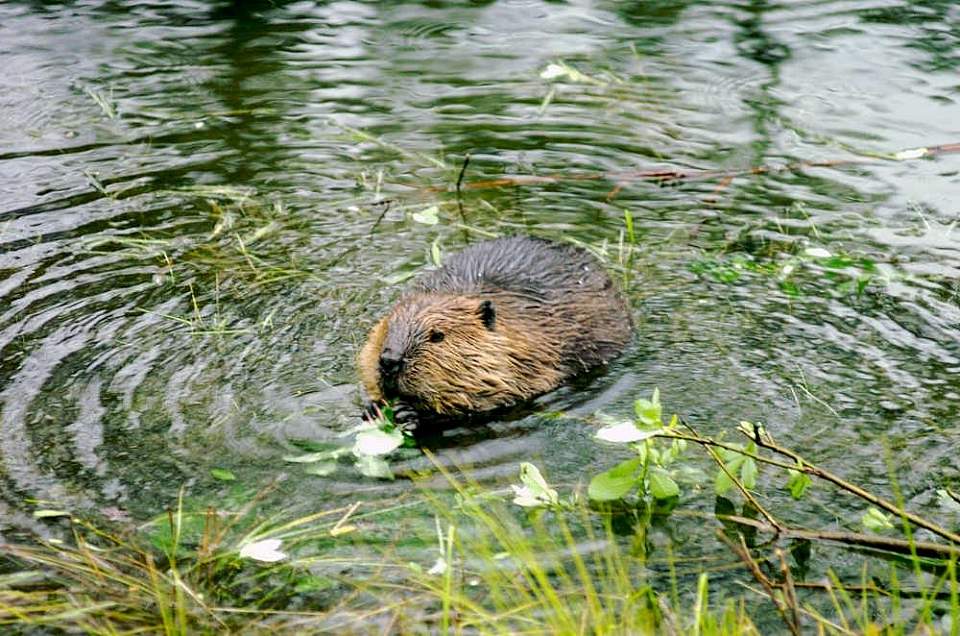 Beaver