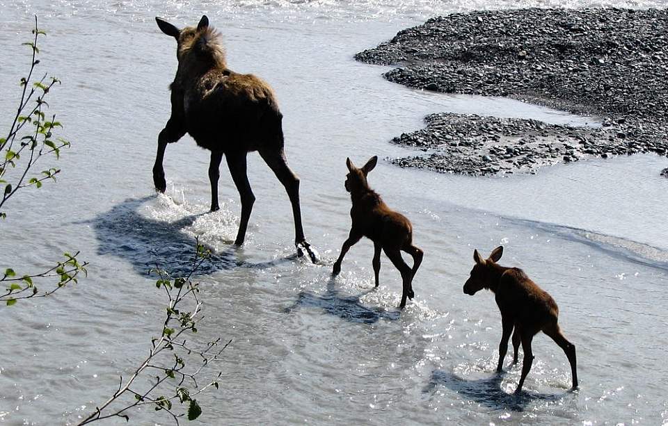 Moose with her calves on Outwash Plain