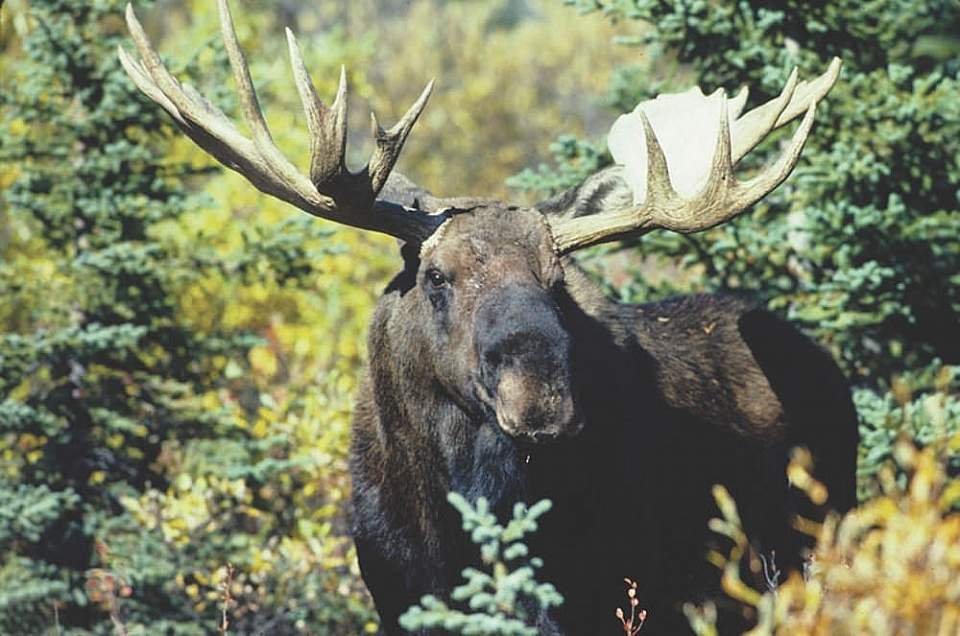 Bull Moose at Sunset, Eagle River Nature Center, Alaska, 24x36