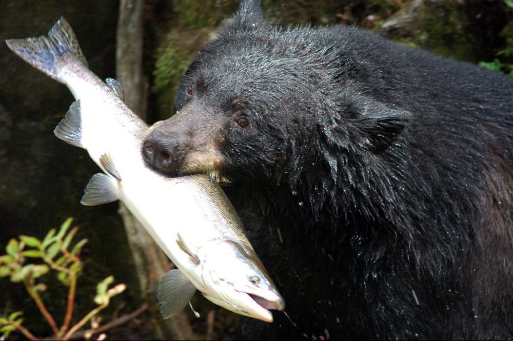 American Black Bear Diet: Surprising Foods They Love Most