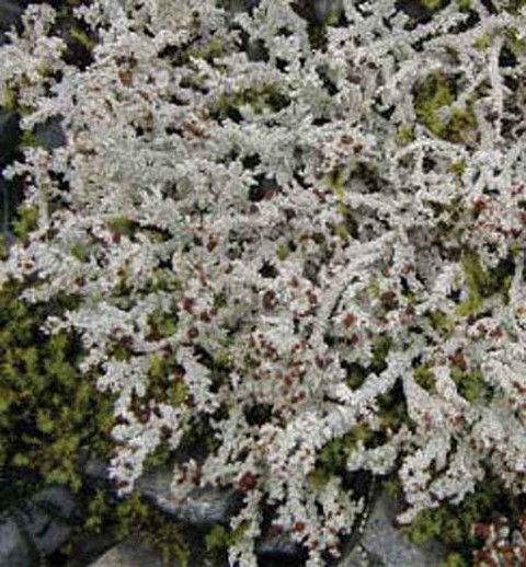 Alaska species lichens Foam Lichen