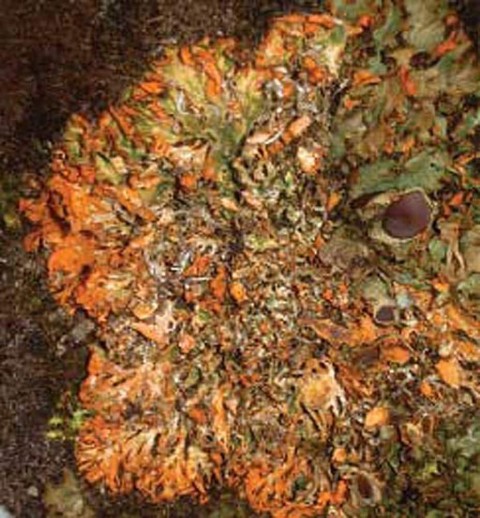 Alaska species lichens Orange Chocolate Chip Lichen