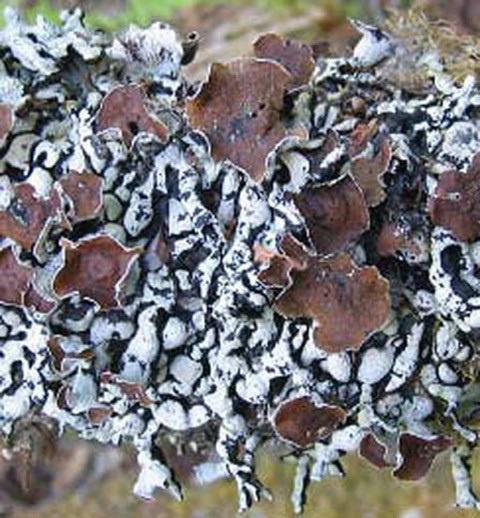 Alaska species lichens Beaded Tube Lichen