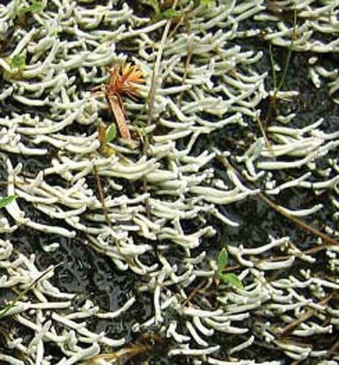 Alaska species lichens Waterfingers