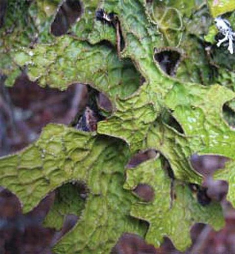 Alaska species lichens Lungwort