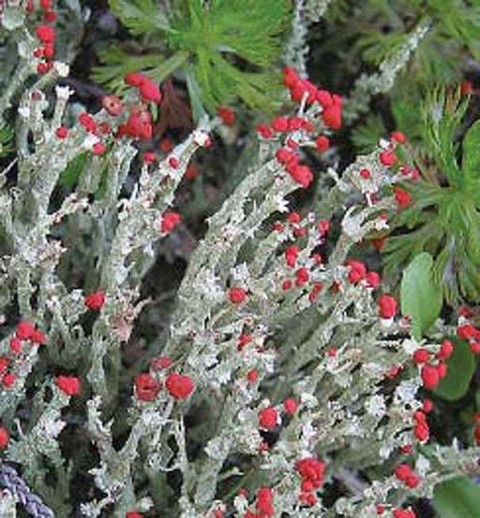 Alaska species lichens Toy Soldiers