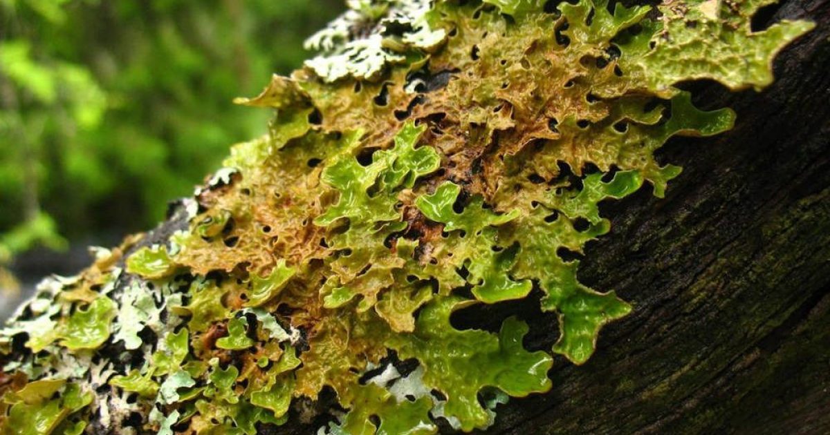 Alaska Lichens Guide to Alaska's Varieties