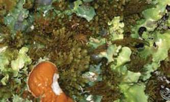 Alaska species lichens Arctic Kidney Lichen