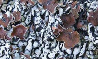 Alaska species lichens Beaded Tube Lichen