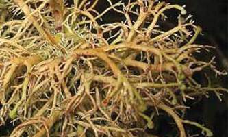 Alaska species lichens Coral Lichen