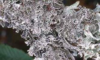 Alaska species lichens Crinkled Rag Lichen