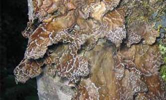 Alaska species lichens Dimpled Specklebelly Lichen