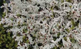 Alaska species lichens Foam Lichen