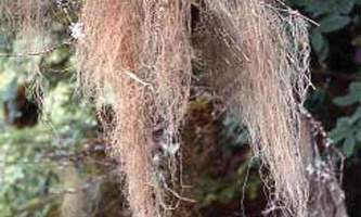 Alaska species lichens Gray Horsehair Lichen