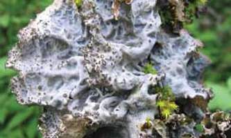 Alaska species lichens Gray Lungwort
