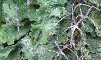 Alaska species lichens Lettuce Lichen