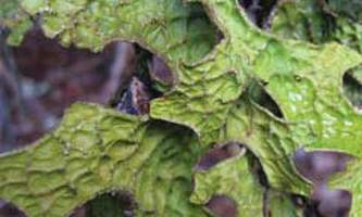 Alaska species lichens Lungwort