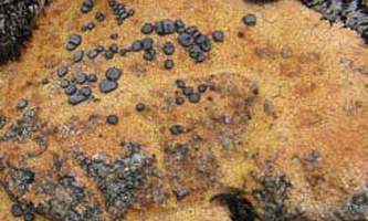 Alaska species lichens Orange Boulder Lichen