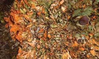 Alaska species lichens Orange Chocolate Chip Lichen