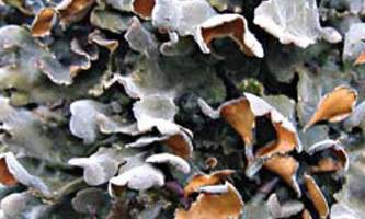 Alaska species lichens Pimpled Kidney Lichen