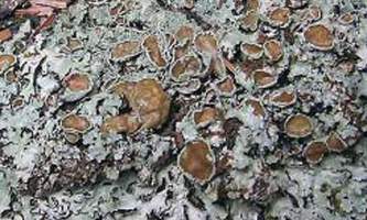 Alaska species lichens Salted Shield Lichen