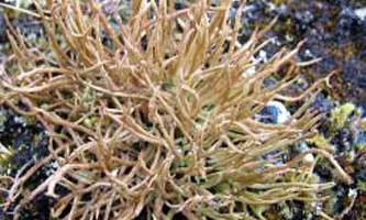 Alaska species lichens Smooth Cladonia