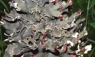 Alaska species lichens Tree Pelt Lichen