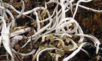 Alaska species lichens Tundra Spaghetti