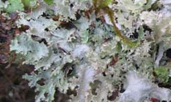 Alaska species lichens Varied Rag Lichen