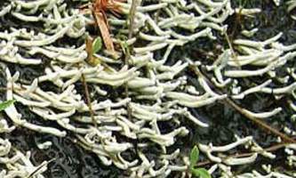 Alaska species lichens Waterfingers