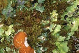 Alaska species lichens Arctic Kidney Lichen