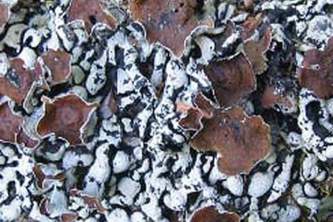 Alaska species lichens Beaded Tube Lichen
