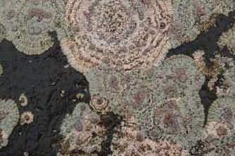 Alaska species lichens Bulls Eye Lichen