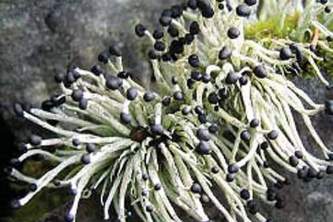 Alaska species lichens Devils Matchstick