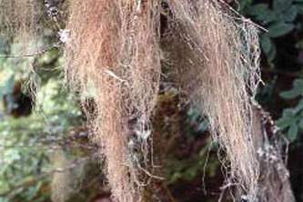 Alaska species lichens Gray Horsehair Lichen