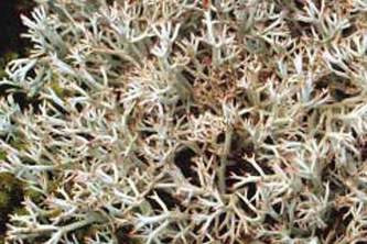 Alaska species lichens Gray Reindeer Lichen