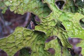 Alaska species lichens Lungwort